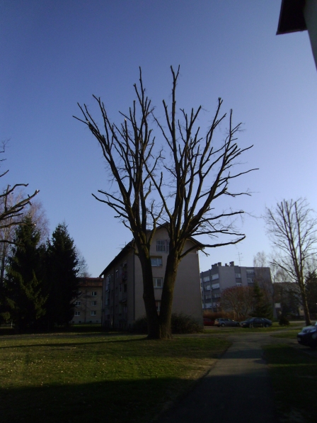 Tree in front of Brezice housing project