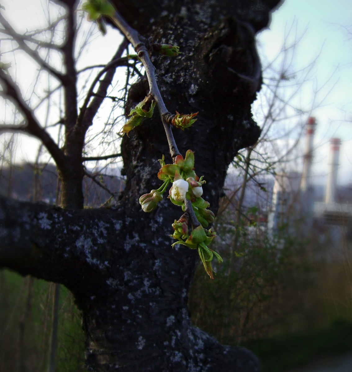Apple blossoms with electric plant in background