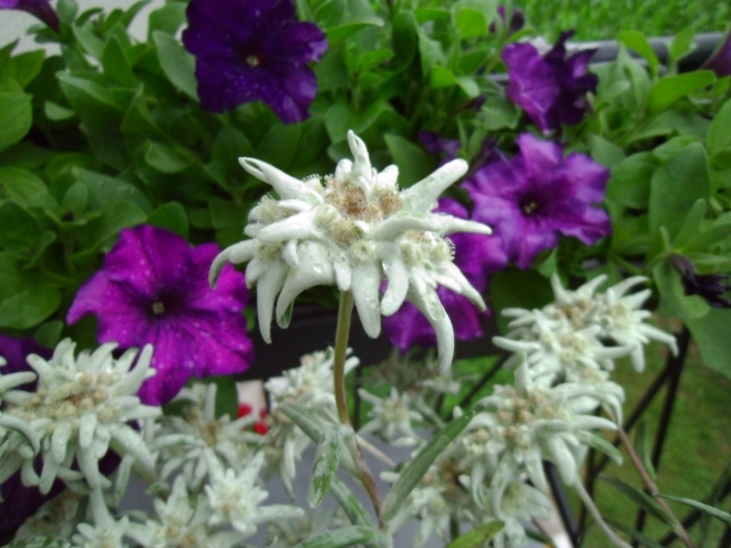 Edelweiss among the petunias